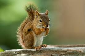 dead squirrel
